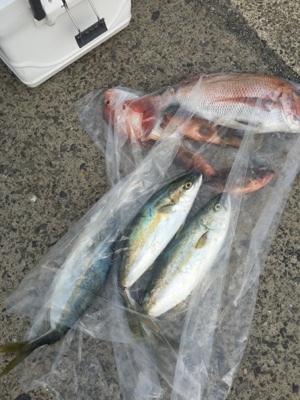 シーモンキー 釣果