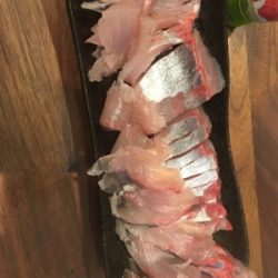 シーモンキー 釣果