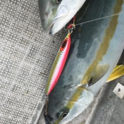 シーモンキー 釣果