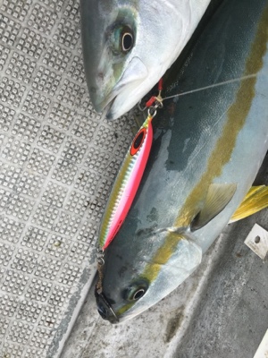 シーモンキー 釣果