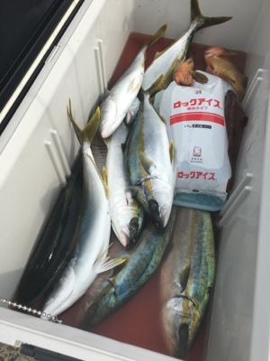 シーモンキー 釣果