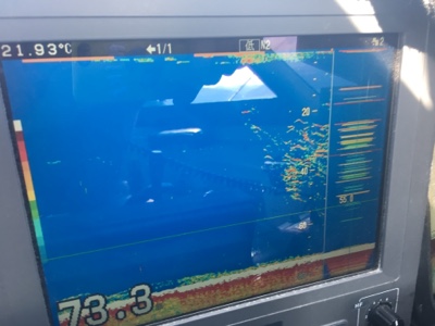 シーモンキー 釣果