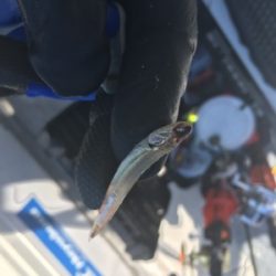 シーモンキー 釣果