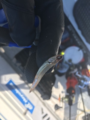 シーモンキー 釣果