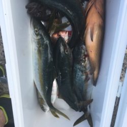 シーモンキー 釣果