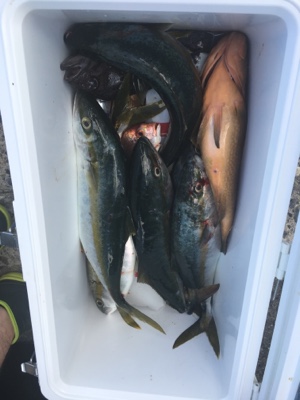 シーモンキー 釣果