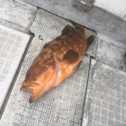 シーモンキー 釣果