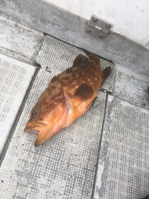 シーモンキー 釣果