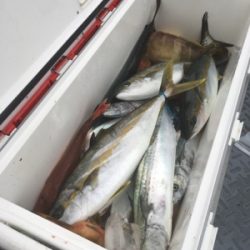 シーモンキー 釣果