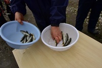 秩父フライフィールド 釣果