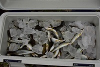 秩父フライフィールド 釣果