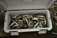 秩父フライフィールド 釣果