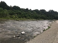 秩父フライフィールド 釣果