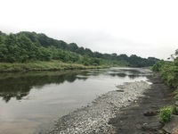 秩父フライフィールド 釣果