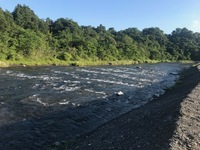 秩父フライフィールド 釣果