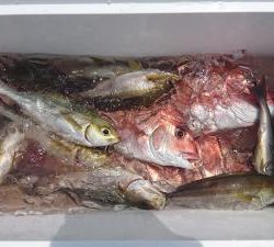 はじめ丸 釣果