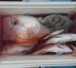 はじめ丸 釣果