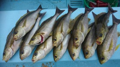 はじめ丸 釣果