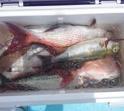 はじめ丸 釣果