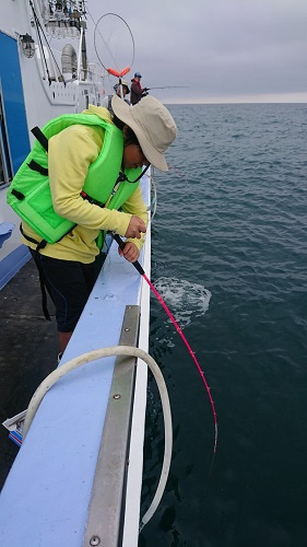 小樽港遊漁船SHAKE 釣果