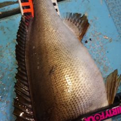 シースナイパー海龍 釣果