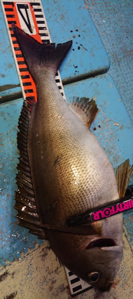 シースナイパー海龍 釣果