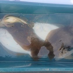 小樽港遊漁船SHAKE 釣果