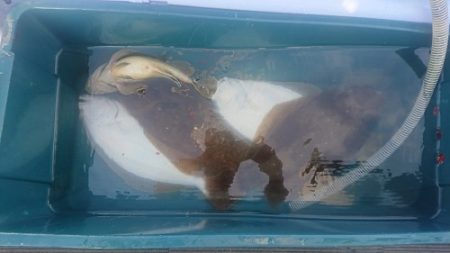 小樽港遊漁船SHAKE 釣果