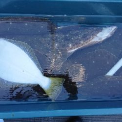 小樽港遊漁船ＳＨＡＫＥ 釣果