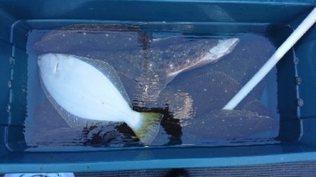 小樽港遊漁船ＳＨＡＫＥ 釣果