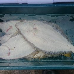 小樽港遊漁船ＳＨＡＫＥ 釣果