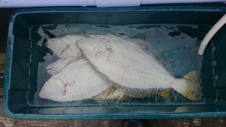 小樽港遊漁船ＳＨＡＫＥ 釣果