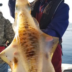 ソルトウォーターガイドフレンズ 釣果