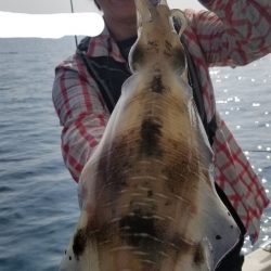 ソルトウォーターガイドフレンズ 釣果