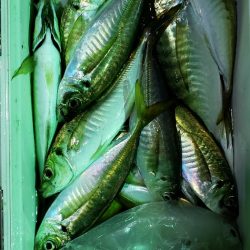 海龍丸（石川） 釣果