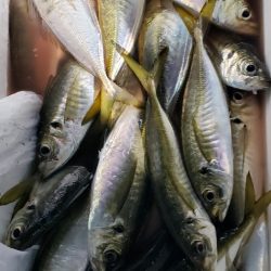 海龍丸（石川） 釣果
