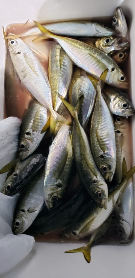 海龍丸（石川） 釣果