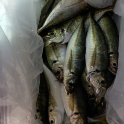 海龍丸（石川） 釣果