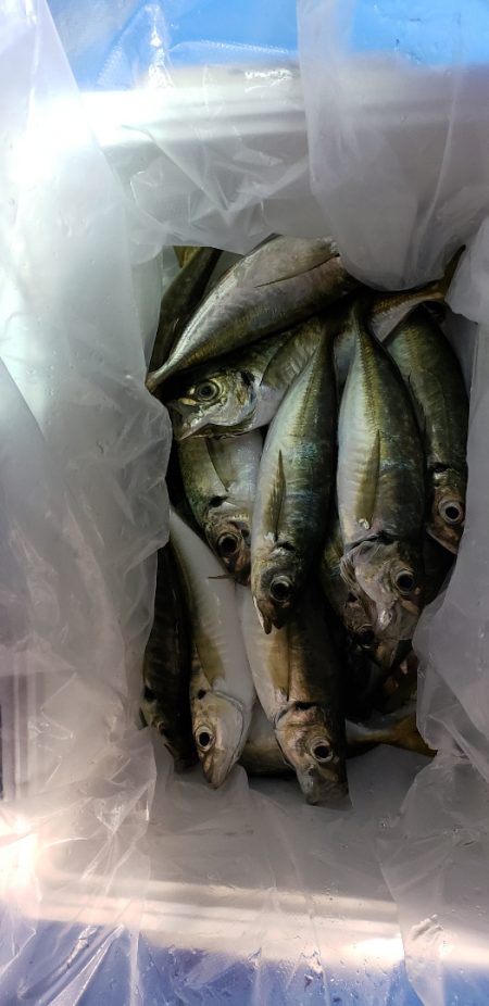 海龍丸（石川） 釣果