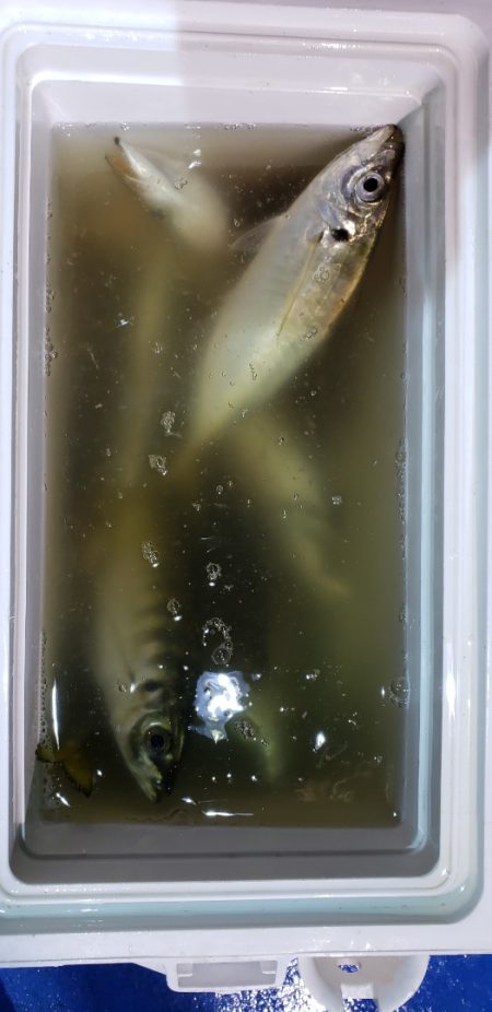 海龍丸（石川） 釣果