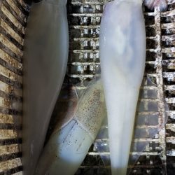 海龍丸（石川） 釣果