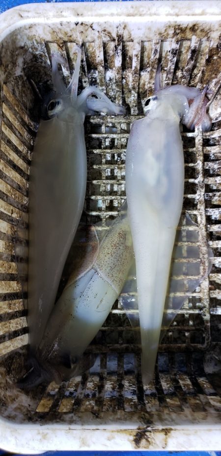 海龍丸（石川） 釣果