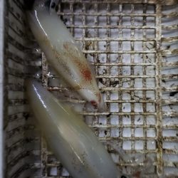 海龍丸（石川） 釣果