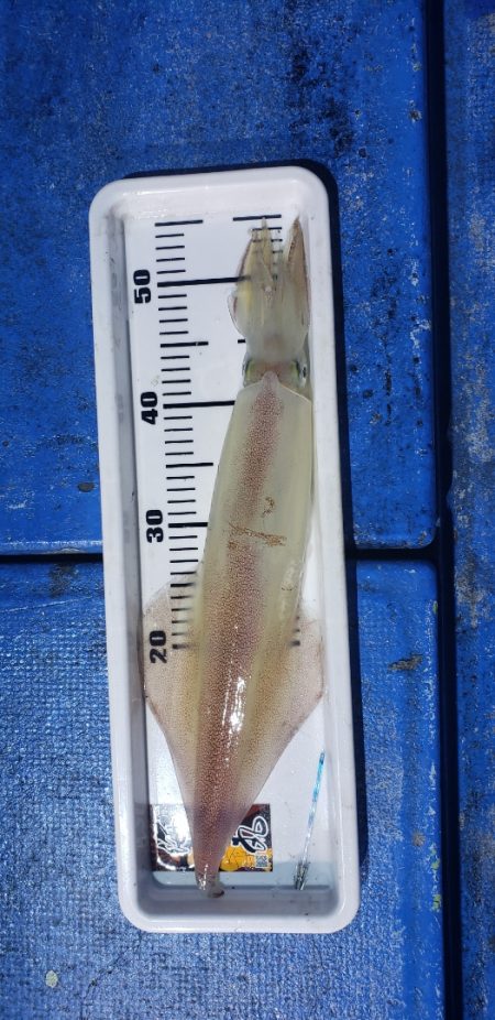 海龍丸（石川） 釣果