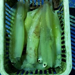 海龍丸（石川） 釣果