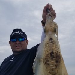 ソルトウォーターガイドフレンズ 釣果