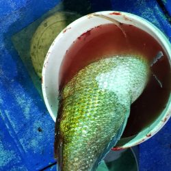 海龍丸（石川） 釣果