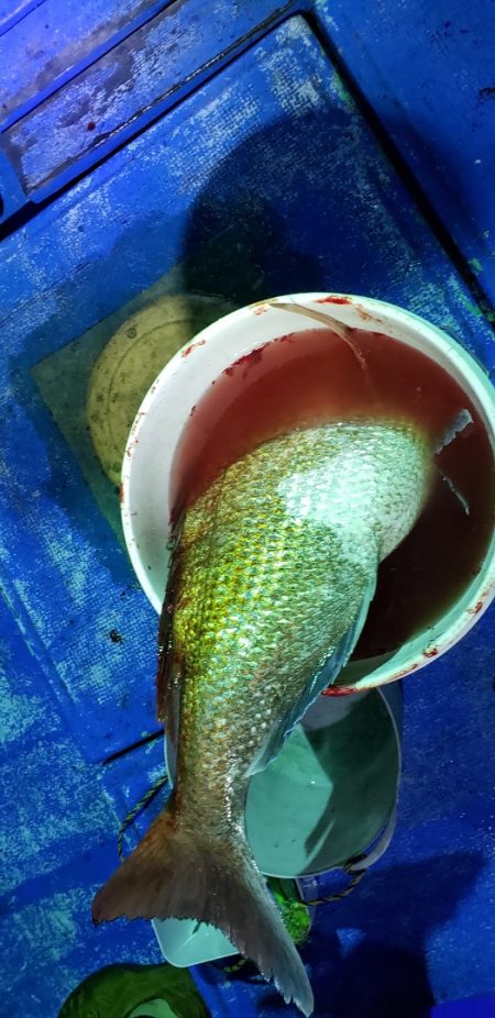 海龍丸（石川） 釣果