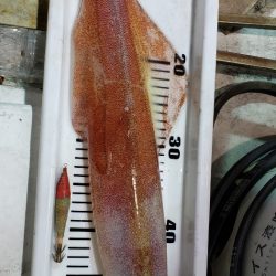 海龍丸(石川) 釣果