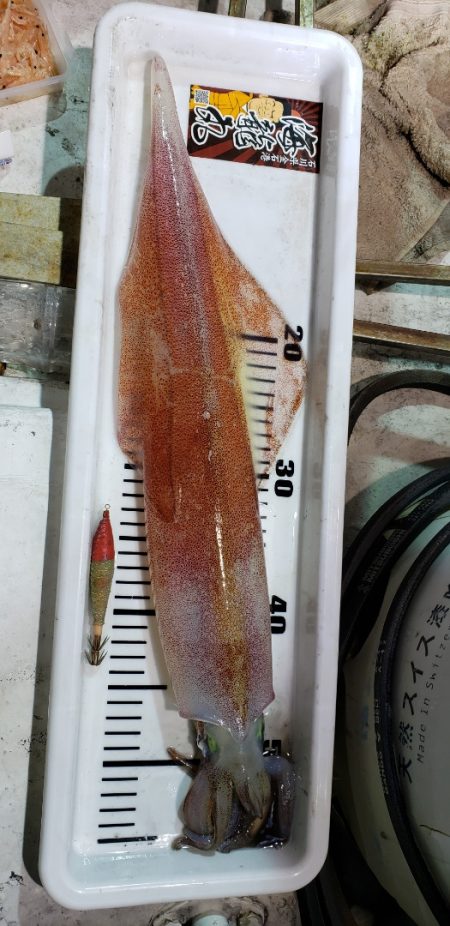 海龍丸(石川) 釣果